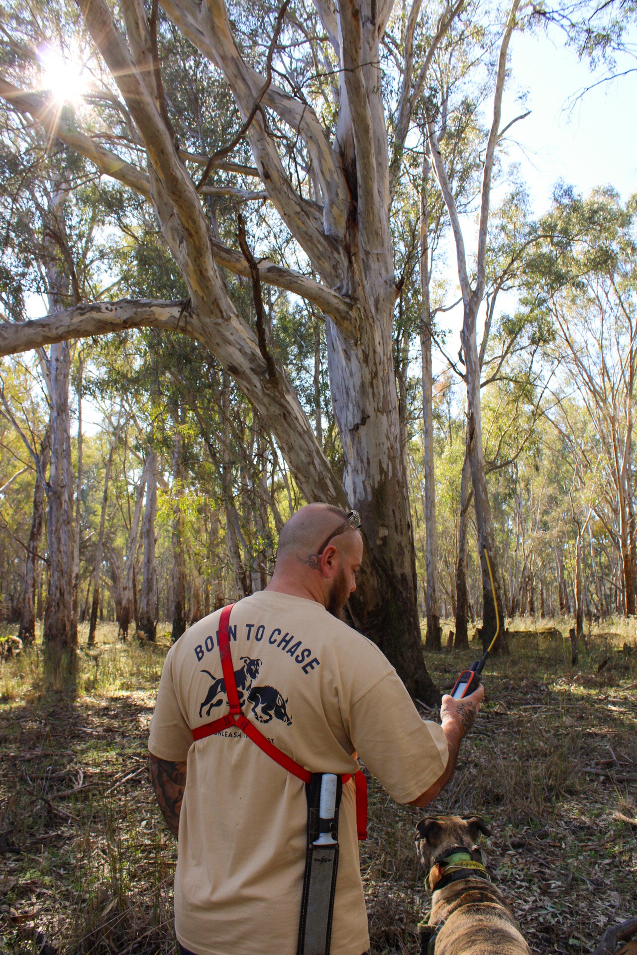 Man wearing the tan Born to Chase T-shirt from The Boar Collective standing in Australian bushland with hunting gear and dog.